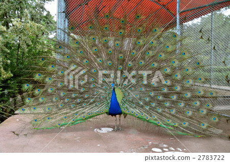 孔雀 2783722