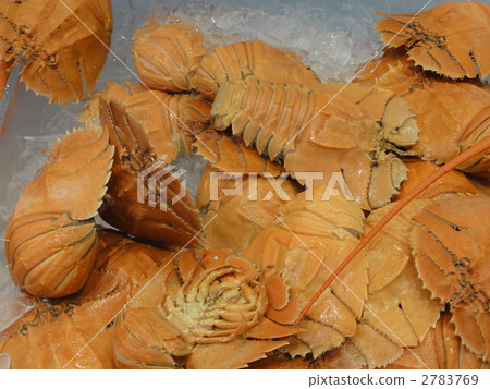 Morton Bay Bug Morton Bay Bug 2783769