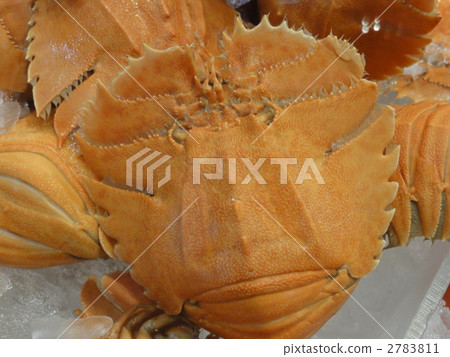 Morton Bay Bug Morton Bay Bug 2783811