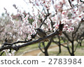 Mutsukuri和櫻花 2783984