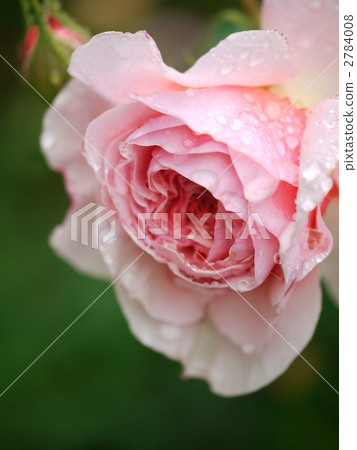 William Morris praising a drop 2784008