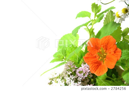 草本花卉 2784256