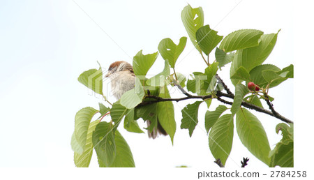 Sakura's young leaves and sparrows Sakura's young leaves and sparrows 2784258