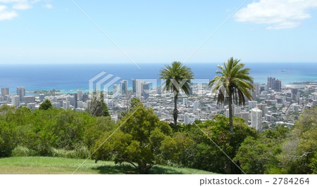 Tantalus hill and palm tree Tantalus hill and palm tree 2784264