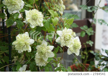 Clematis peppermint 2784541