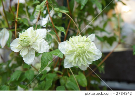 Clematis peppermint 2784542