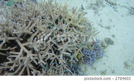 coral, sea animals, in the sea 2784601