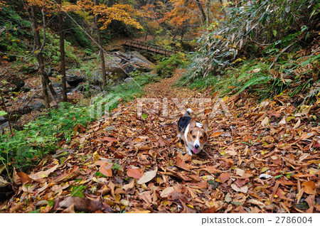 Autumn walking Autumn walking 2786004