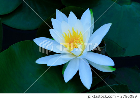 water lily, water-lily, waterlily 2786089