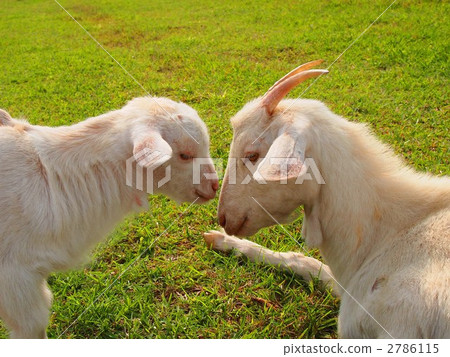 Parent and child of goat Parent and child of goat 2786115