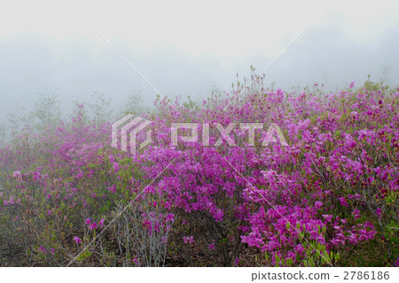 三葉杜鵑 杜鵑 花 2786186