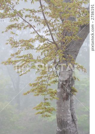 樹木 樹 木頭 2786191