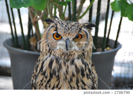 owl owl 2786790
