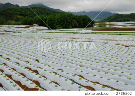 lettuce field, farm, field 2786802