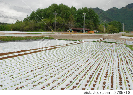 生菜菜地 原野 田地 2786810