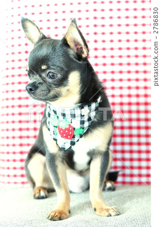 光滑的外套奇瓦瓦 小型犬 玩具狗 2786830