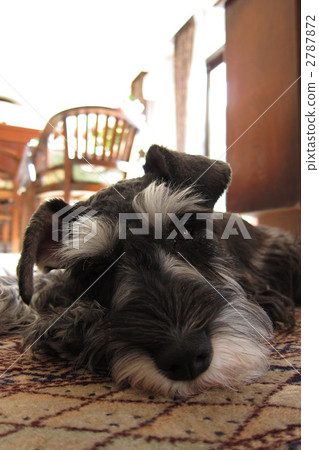 雪納瑞 雪納瑞 2787872