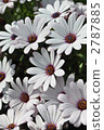 Aster os pair mam 2787885