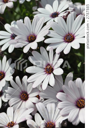 Aster os pair mam Aster os pair mam 2787885