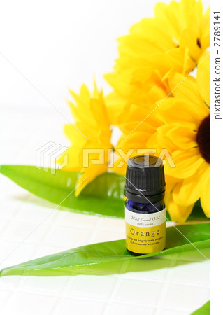 精油 中美木棉屬 綠葉 2789141