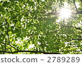 light  2789289