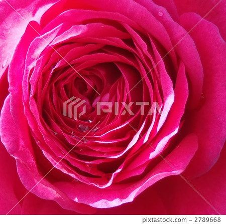 Rose pattern Rose pattern 2789668