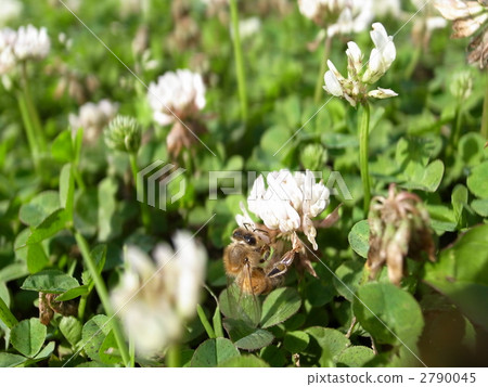 蜜蜂和三葉草 2790045