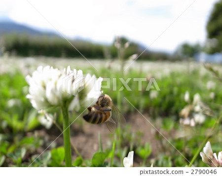 蜜蜂和三葉草 蜜蜂和三葉草 2790046