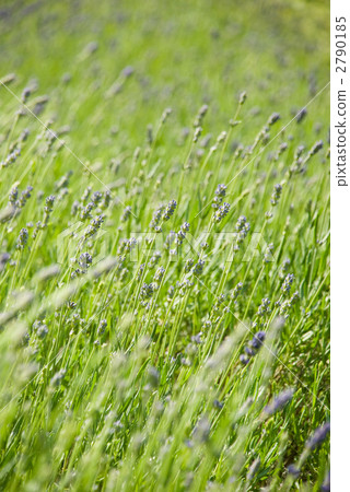 lavander, lavender, cluster 2790185