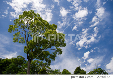 Summer sky and camphor tree Summer sky and camphor tree 2790186