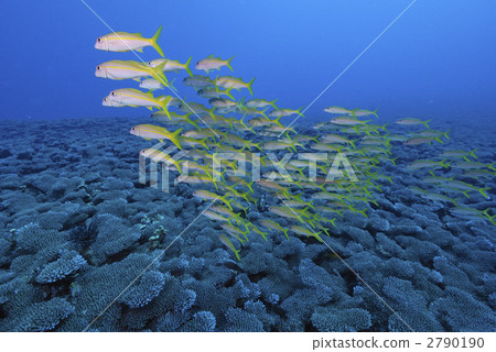 acahipe的群 2790190