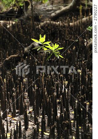 Mangrove baby 2790227
