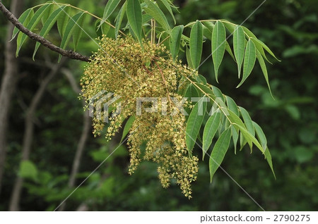 Hazelnut 2790275