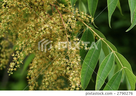Hazelnut Hazelnut 2790276