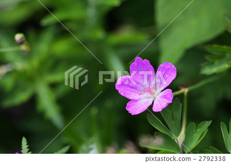 Hakusan Fuuro 2792338