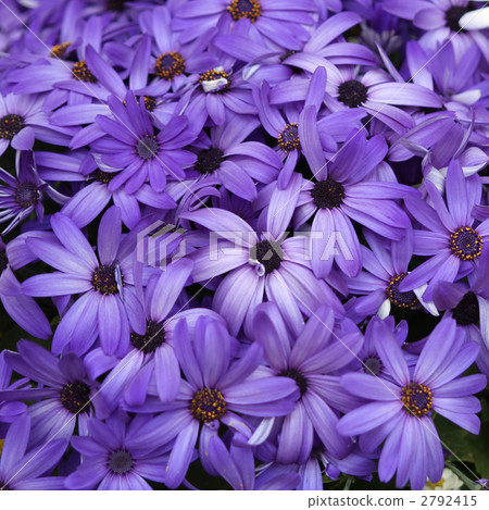 Cineraria Cineraria 2792415