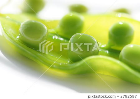 豌豆_豌豆 豌豆_豌豆 2792597