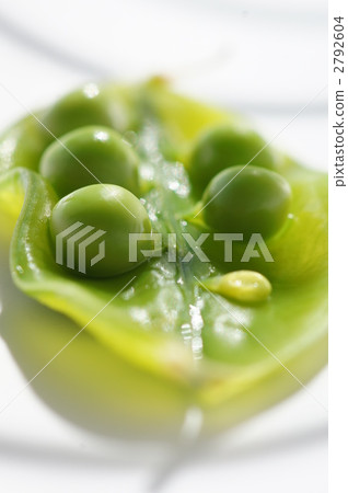 豌豆_豌豆 豌豆_豌豆 2792604