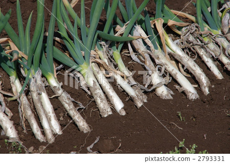 Harvest of green onion Harvest of green onion 2793331