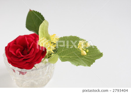 椴樹玫瑰和玫瑰 2793404