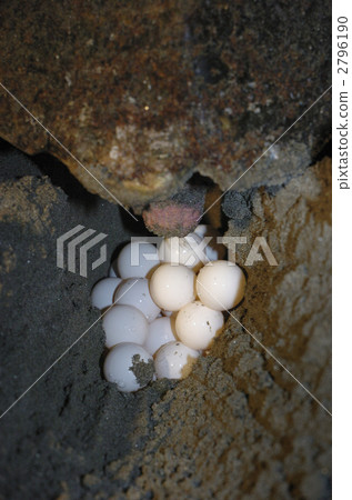 Spawning of loggerhead turtle Spawning of loggerhead turtle 2796190