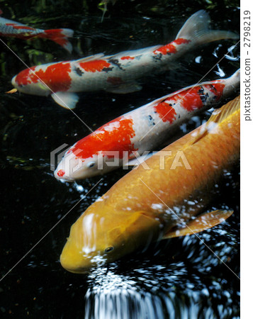 伊勢神宮的鯉魚 伊勢神宮的鯉魚 2798219