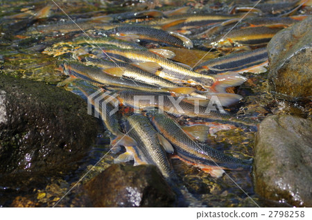 Spawning eggs 2798258