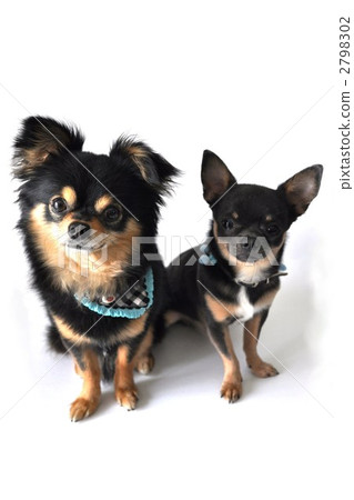 長大衣吉娃娃 光滑的外套奇瓦瓦 小型犬 2798302