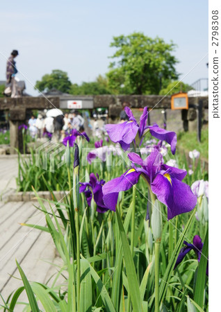 鳶尾 熊本縣 熊本 2798308