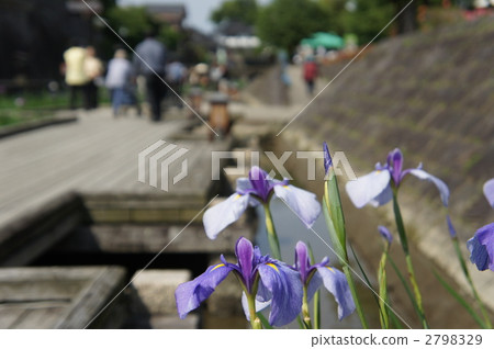 iris, sights, green leaf 2798329