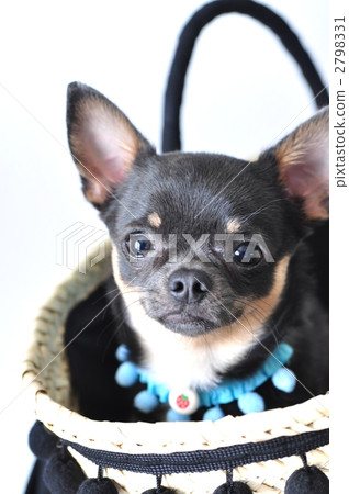 smooth coat chihuahua, toy dog, small-breed dog 2798331