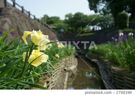 鳶尾 留白空間 留白部分 2798396