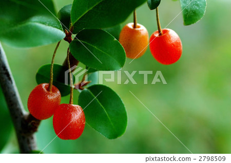 gummi, gummy, oleaster tree 2798509