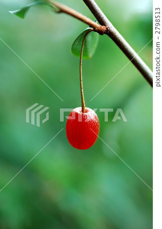 silverberry, oleaster tree, gummi 2798513